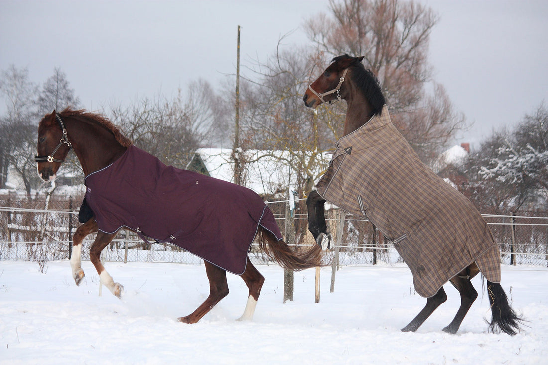 Best Horse Rugs for Winter: Fly Sheets, Rain Sheets, and Heavy Blankets