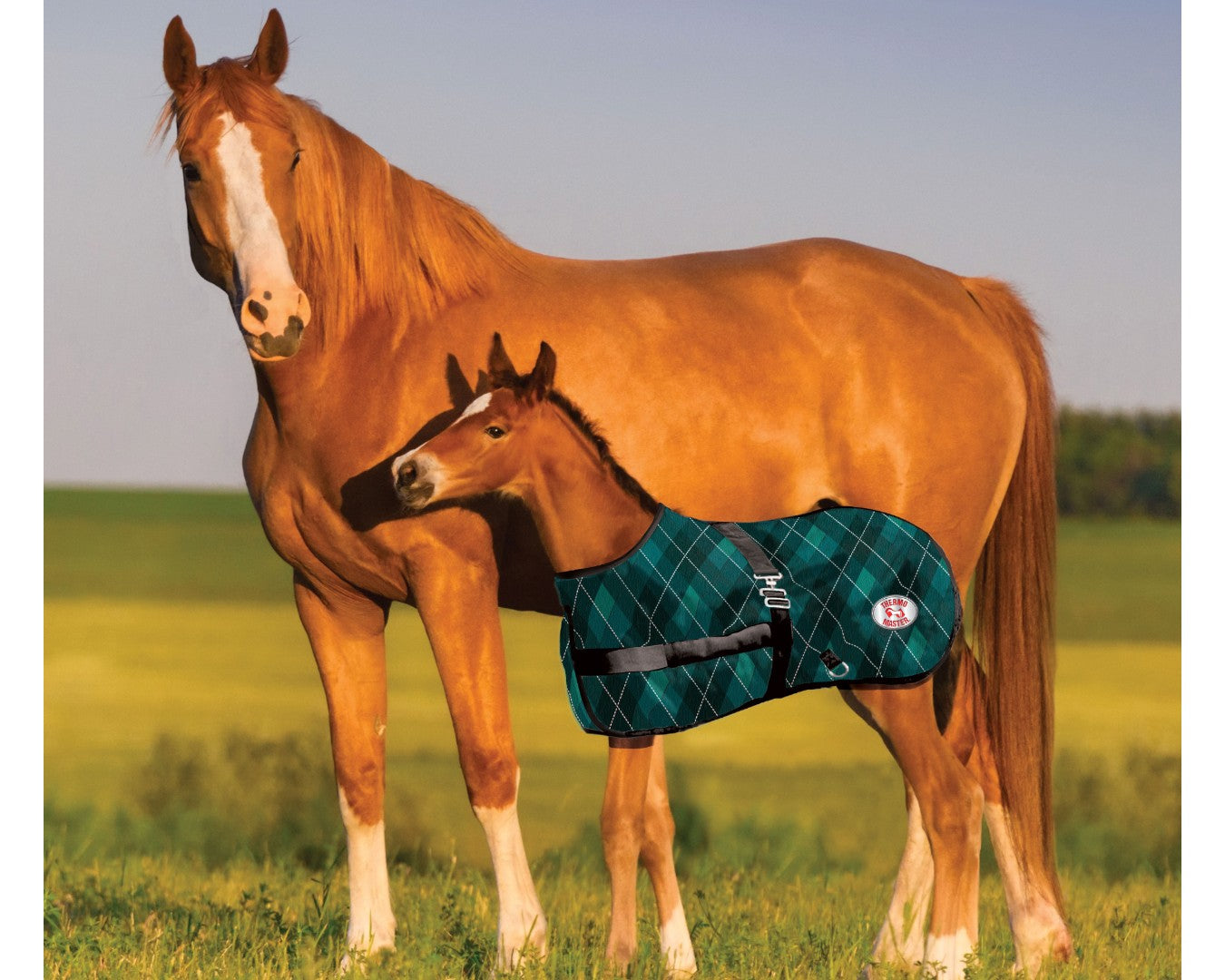 Thermo Master 600D 200G Fill Growing Foal Rug