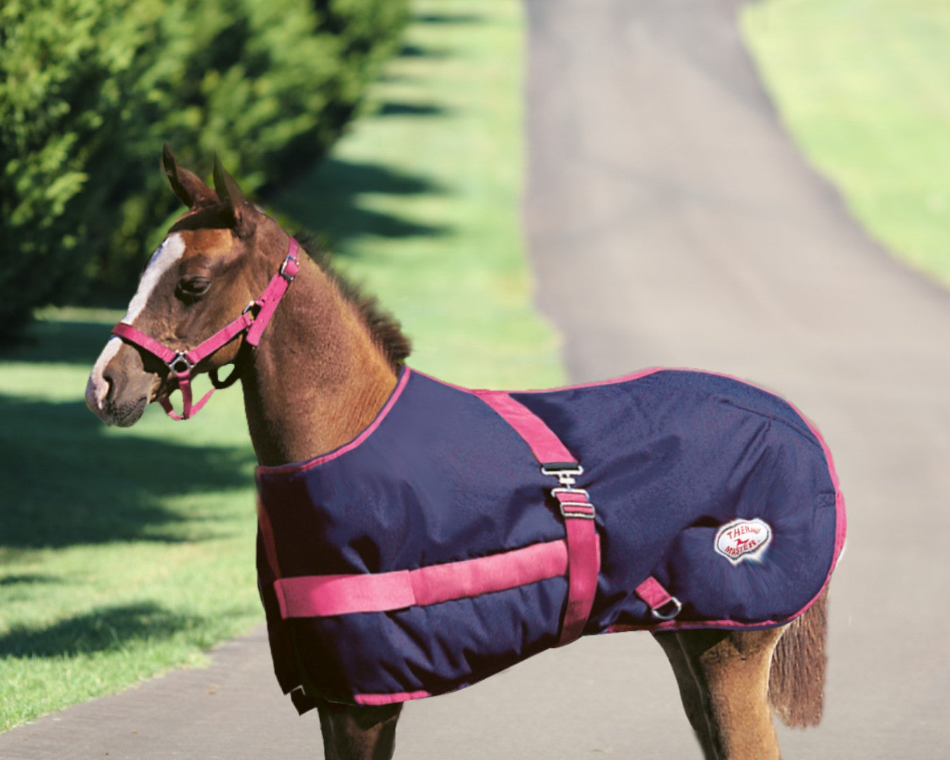 Thermo Master 600D 200G Fill Growing Foal Rug