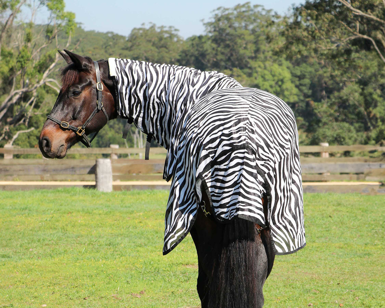 Horsemaster Fly Mesh Combo Rug - Zebra Print