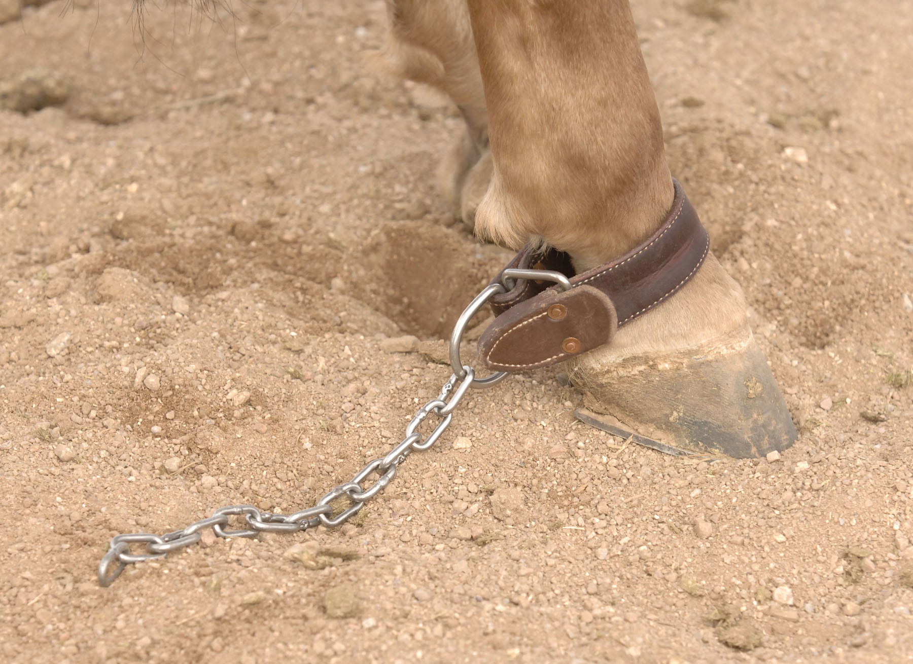 Bridles Strapping